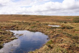 Darwen Moor Cyanotypes