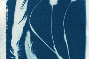 Darwen Moor Cyanotypes