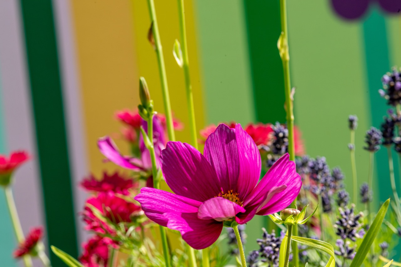 A close-up of bright pink cosmos flowers and lavender with a colourful striped background in shades of yellow, green, and orange. Sunlight highlights the petals, creating a vibrant, cheerful scene.