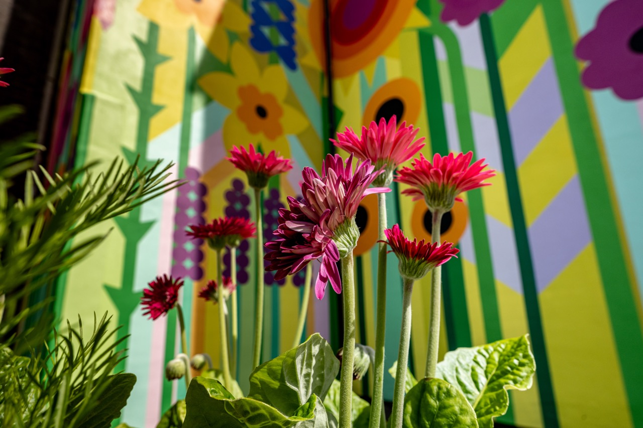 Bright pink flowers with green leaves in the foreground, set against a colourful mural featuring abstract flowers, stripes, and geometric shapes in yellow, green, purple, and orange.