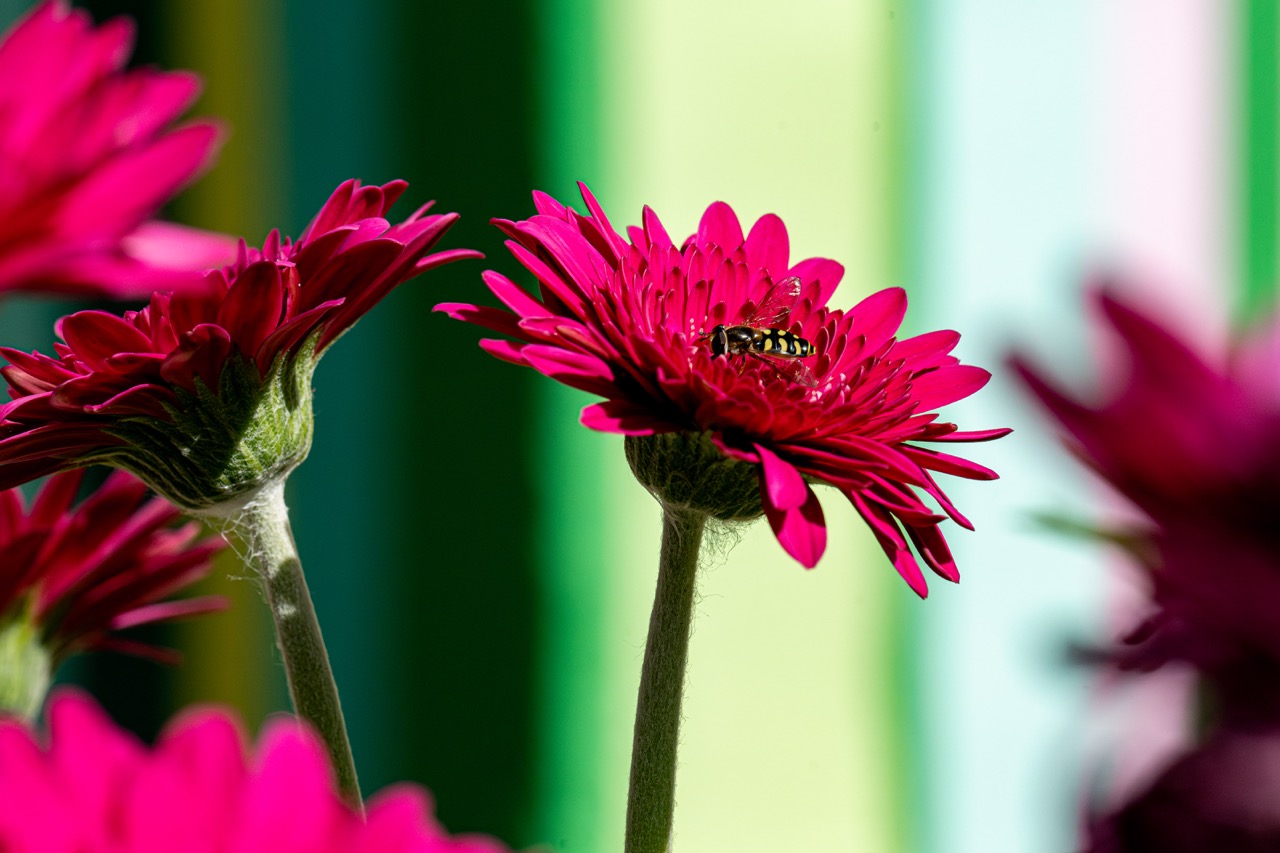 A close-up of bright pink flowers with a bee collecting nectar, set against a blurred background of green and yellow vertical stripes.
