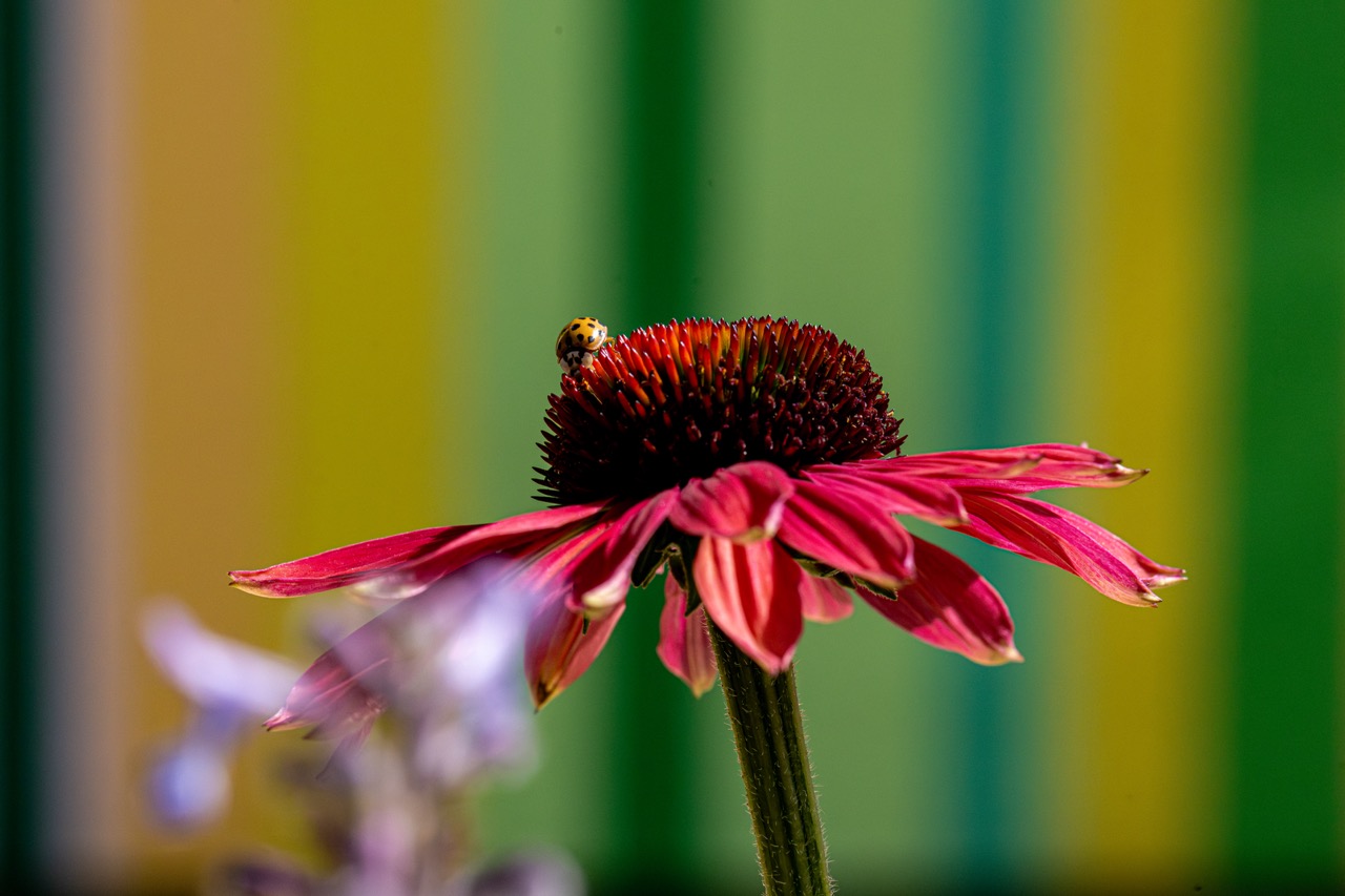 A close-up of a red coneflower with a yellow ladybird on its dark centre. The background is blurred with vertical stripes in shades of green, blue, and yellow.