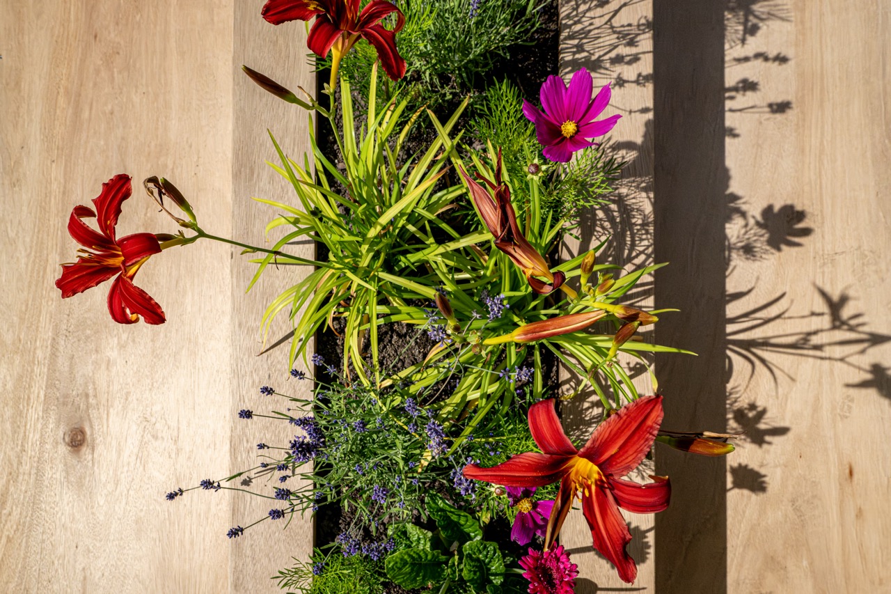 A top view of a garden planter on a wooden surface, featuring red lilies, purple cosmos, lavender, and green foliage, with sunlight casting sharp shadows across the scene.