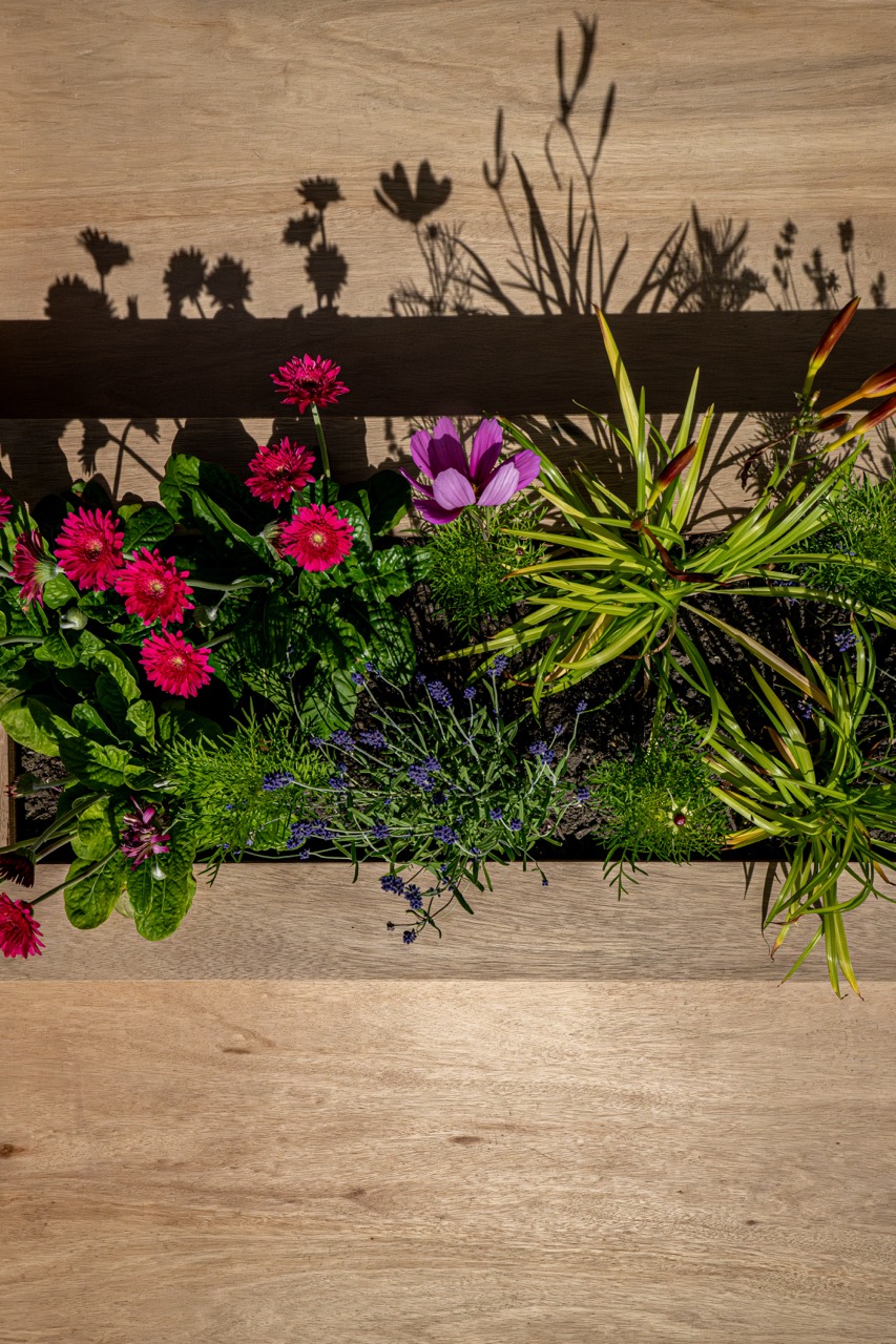 A rectangular planter with vibrant pink flowers, green foliage, and purple blooms sits on a wooden surface. Sunlight casts sharp, detailed shadows of the plants onto the background.