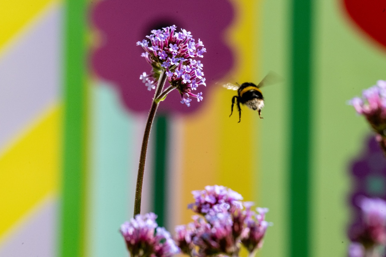 A bumblebee hovers near a cluster of small purple flowers, with a brightly coloured, abstract background featuring pastel stripes and flower shapes.