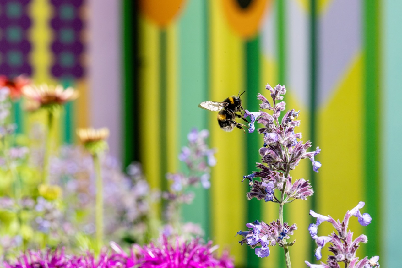 A bee hovers near a purple flower in a vibrant garden, with other flowers and a colourful, striped mural background in shades of green, yellow, and purple.