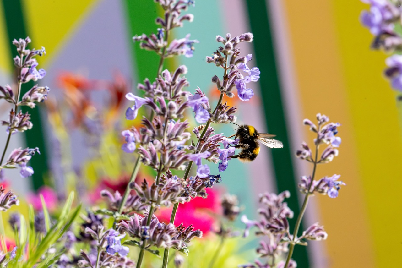 A bumblebee collects nectar from small purple flowers, with a colourful, blurred background featuring vertical stripes and vibrant hues.