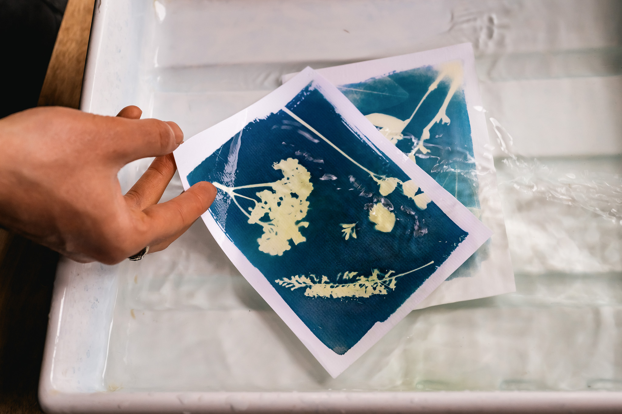 A hand lifts a sheet of cyanotype paper from a tray of water, revealing a blue and white botanical print featuring the silhouettes of leaves and stems. Another cyanotype print is soaking in the water underneath.