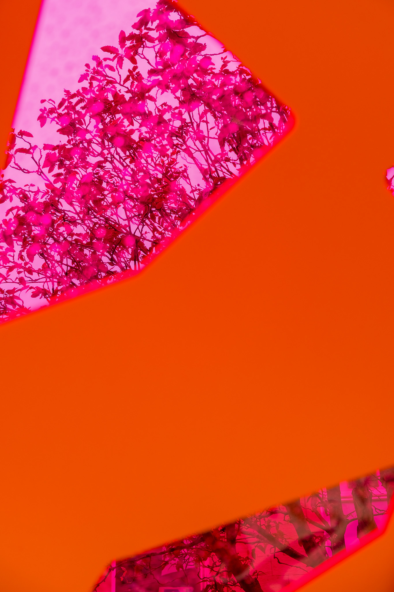 Branches with leaves are visible through irregular-shaped cut-outs in a solid orange surface. The scene is tinted pink, creating a surreal and abstract effect.