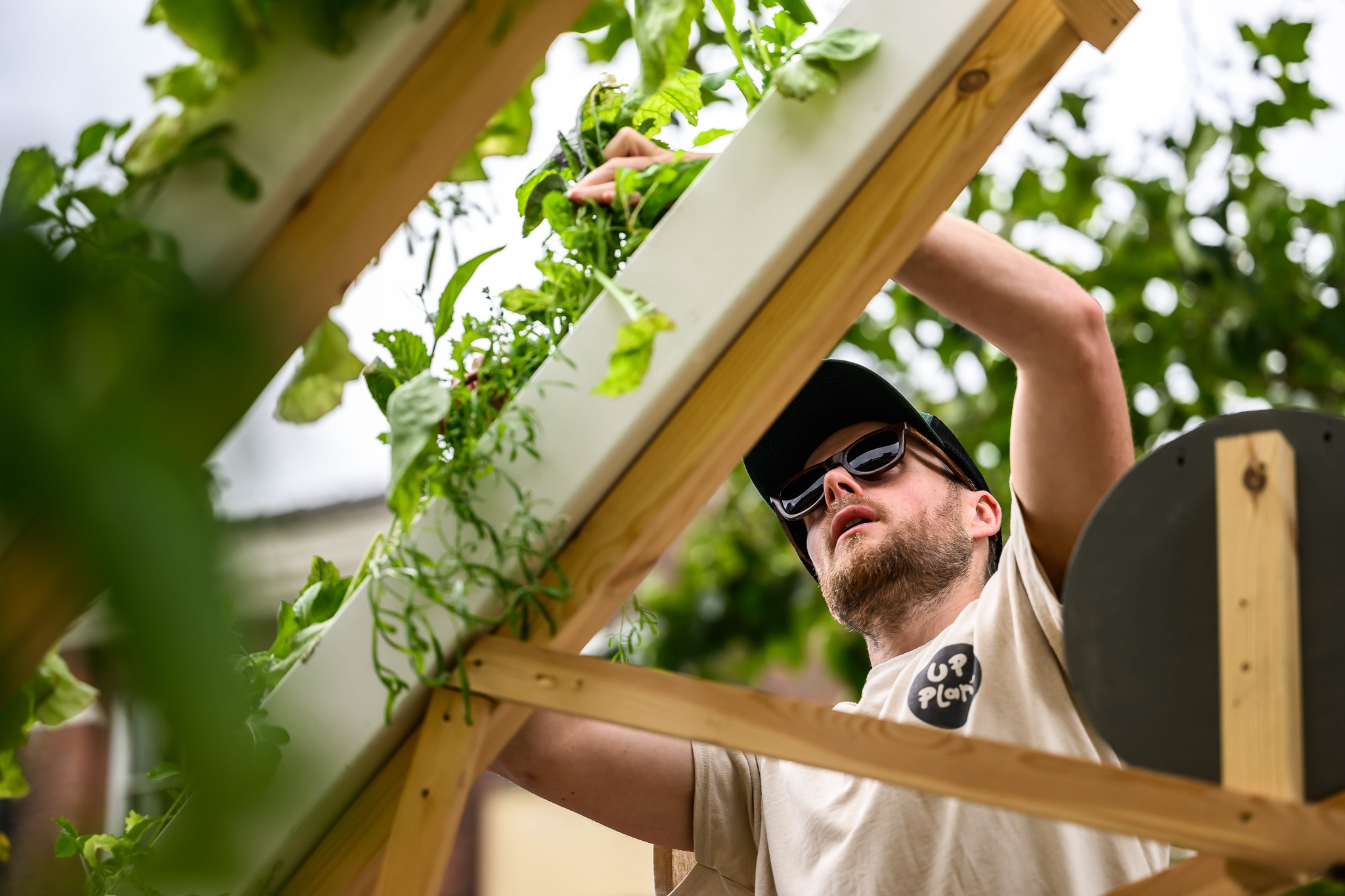 A person wearing sunglasses and a cap tends to green leafy plants growing on a wooden vertical garden structure outdoors, reaching up to harvest the plants.