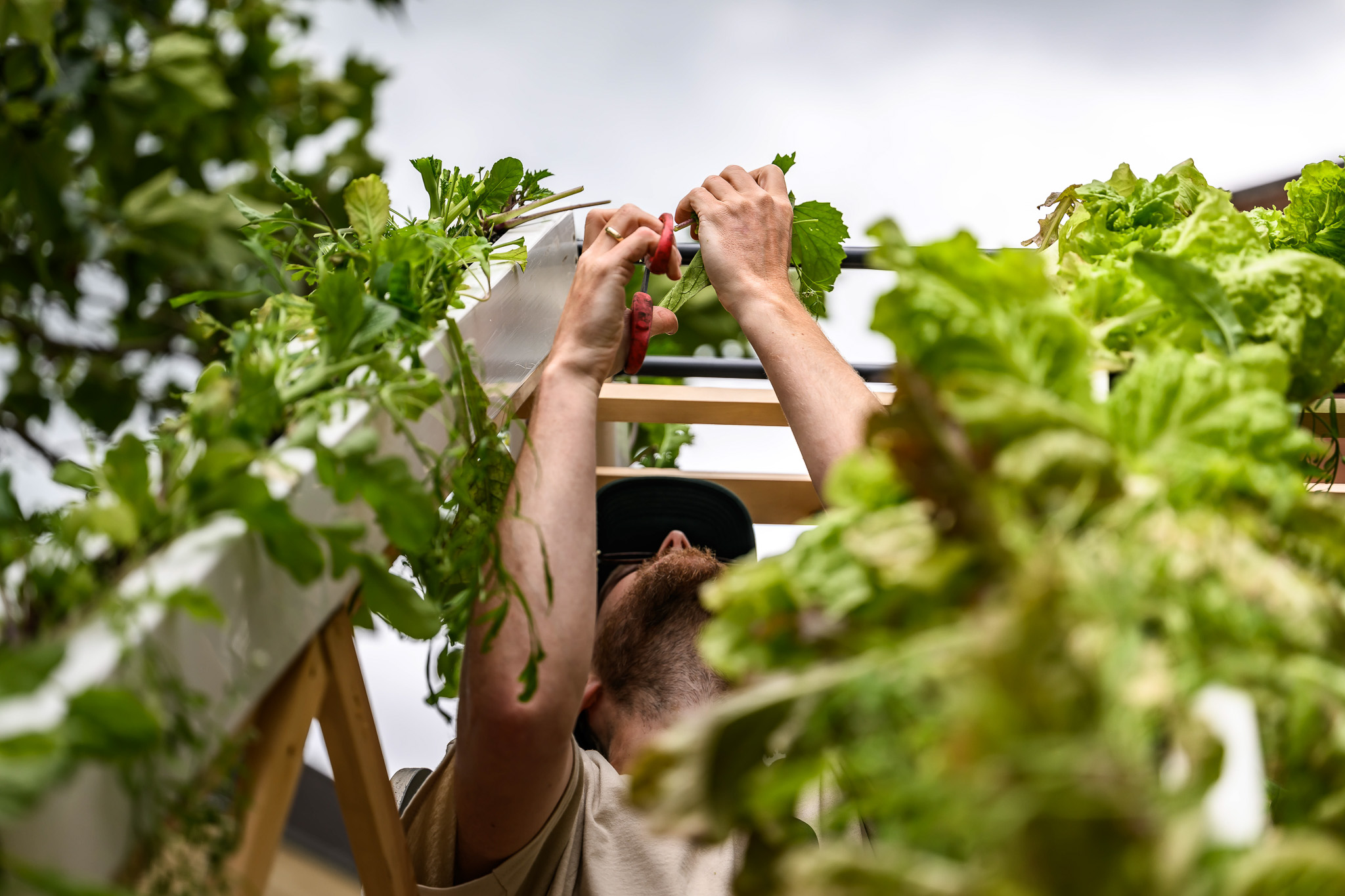 A person reaches up to tend to or harvest leafy greens growing on a vertical garden structure, surrounded by lush plants, with a cloudy sky in the background.