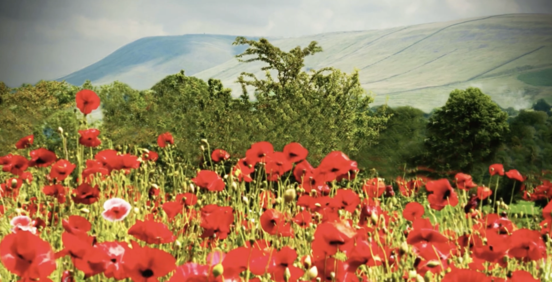 A field of vibrant red poppies in the foreground, lush green trees in the middle ground, and rolling hills under a cloudy sky in the background.
