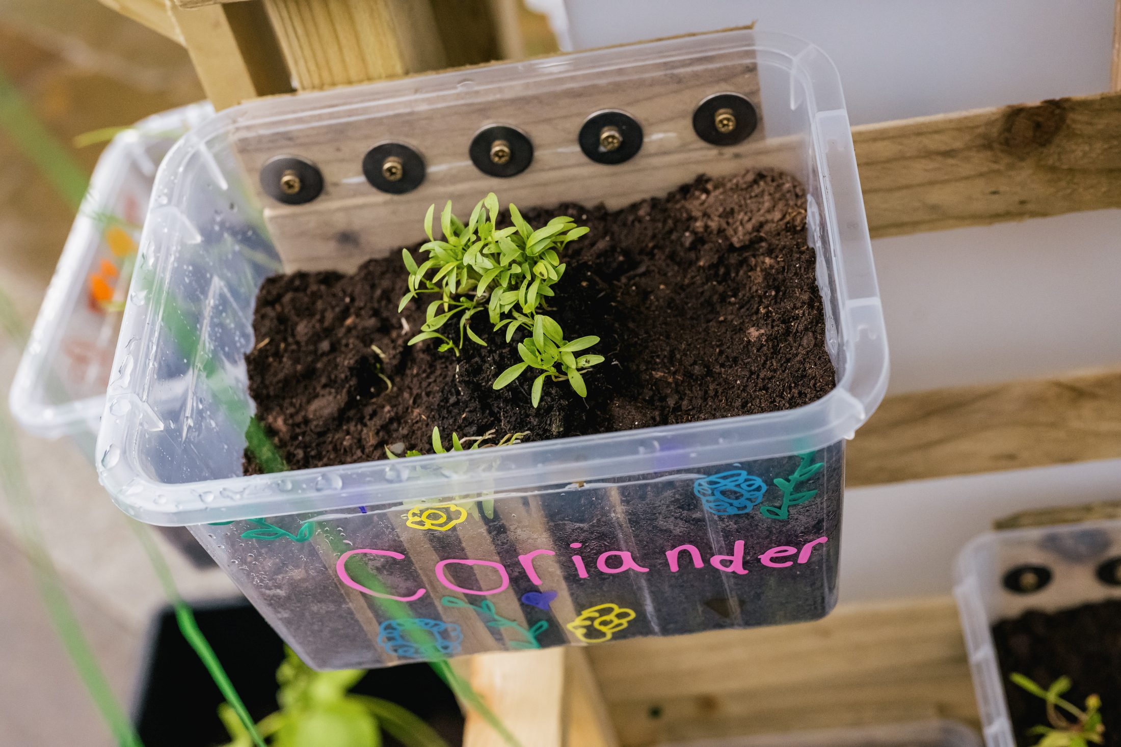 A clear plastic container labelled Coriander holds young coriander seedlings growing in soil, attached to a wooden structure. The container is decorated with colourful drawings.