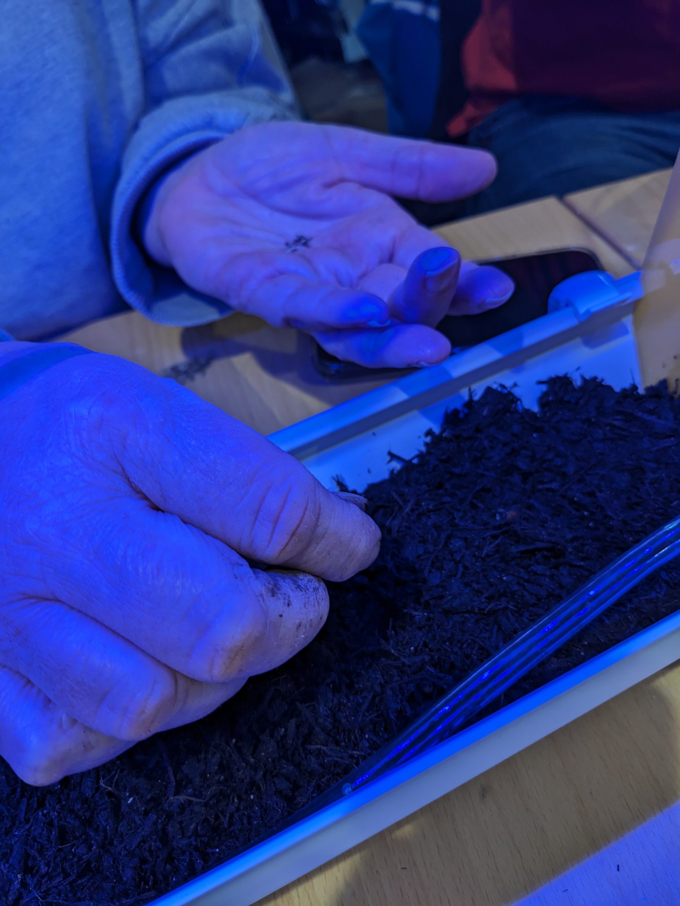 A person’s hands, one holding small seeds and the other planting them in a container of soil, under blue-tinted lighting on a wooden table.