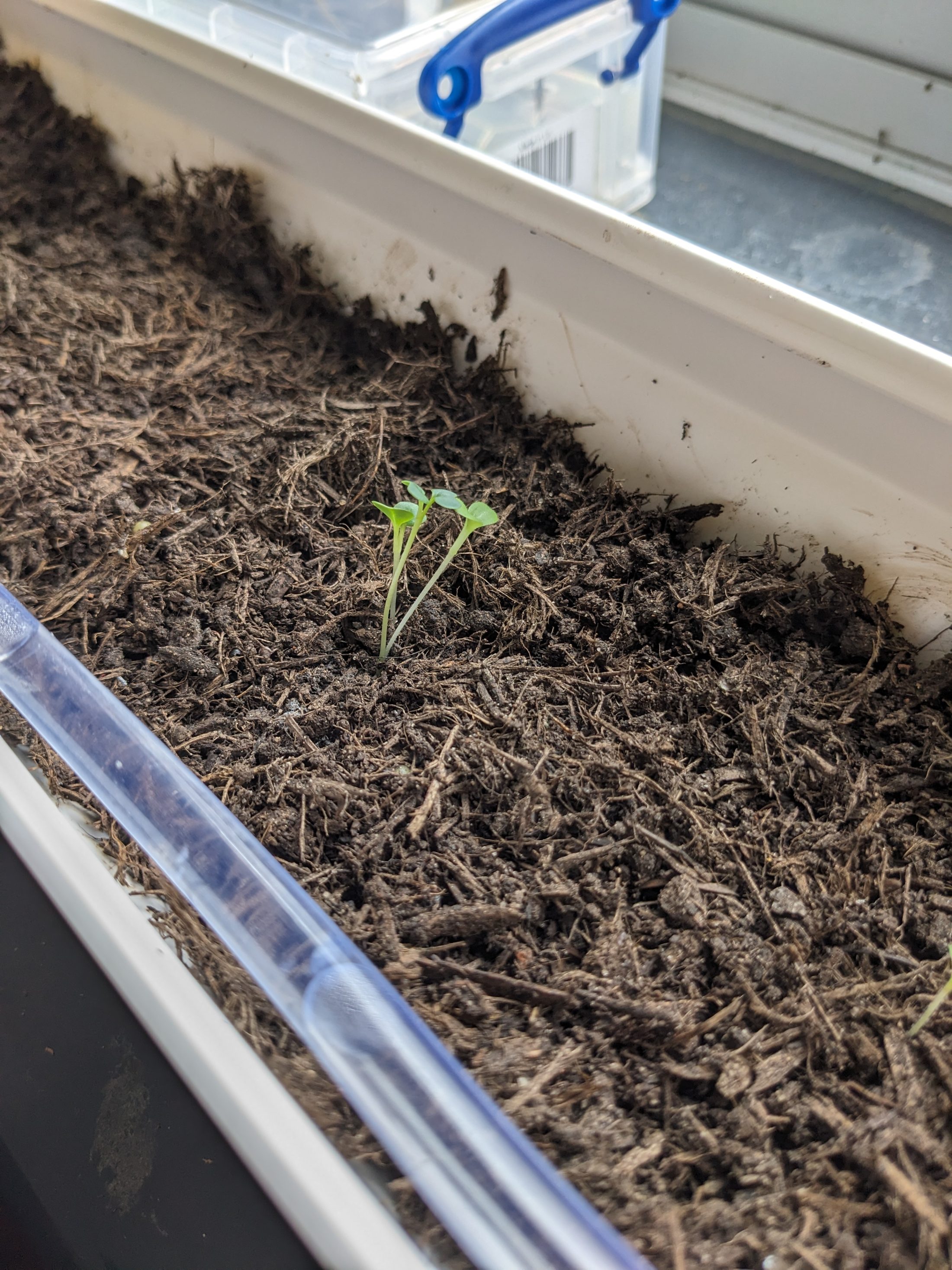 A small green seedling with two leaves sprouts from dark soil in a white rectangular planter, placed on a windowsill indoors.