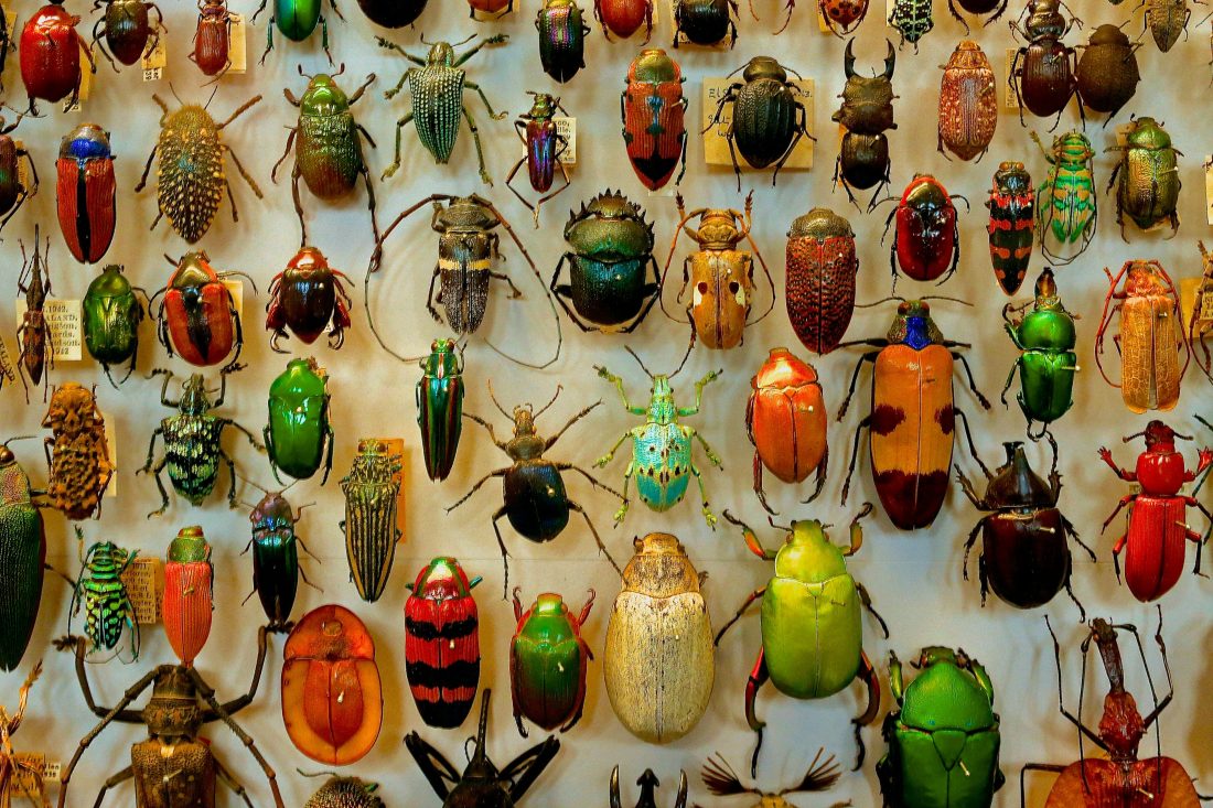 A display of various colourful beetles arranged in rows, showcasing different shapes, sizes, and patterns on a light background. Some beetles are metallic, while others have stripes or spots.