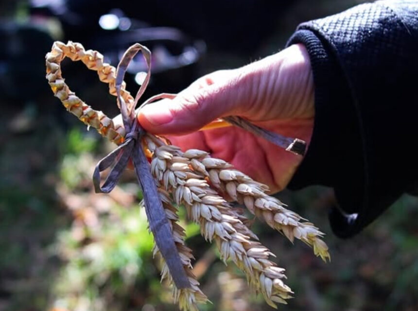 A hand holds a decorative bundle of wheat stalks tied with a thin ribbon, with sunlight illuminating the scene and a blurred outdoor background.