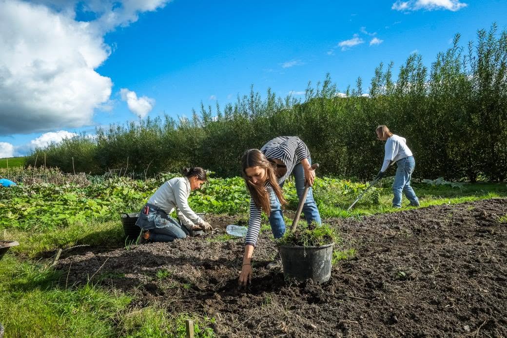 Three people work in a garden on a sunny day, tending to plants and soil. One person kneels, another pulls weeds, and the third uses a tool. Greenery and blue sky fill the background.